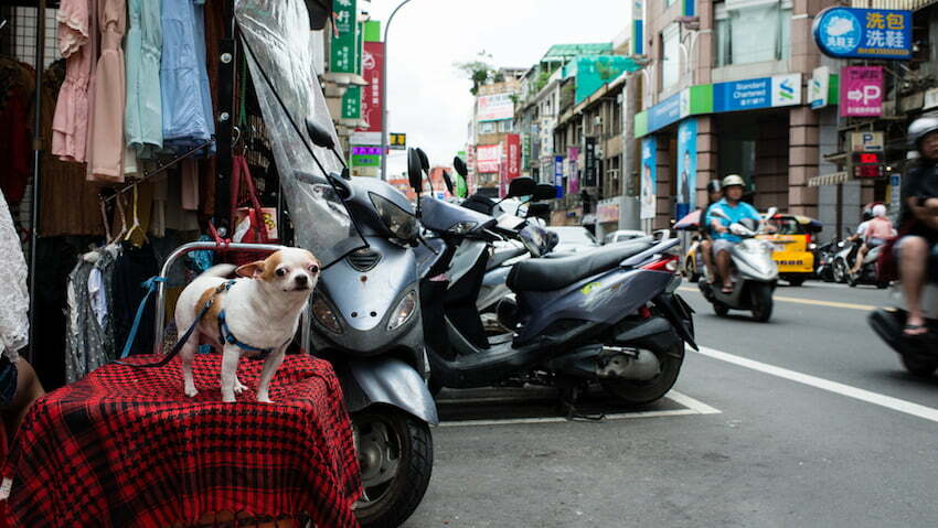 dog-eating-is-the-old-tradition-of-vietnam